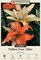 Must See Double Asiatic Lily 2 Bulbs 14/16cm - Orange and Cream